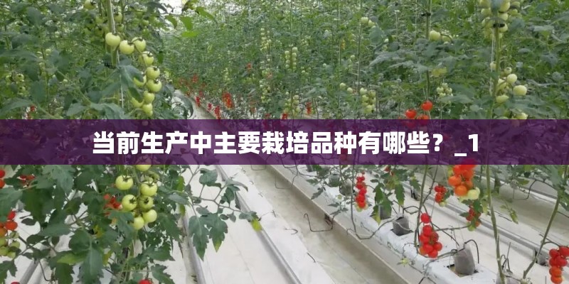 当前生产中主要栽培品种有哪些？_1