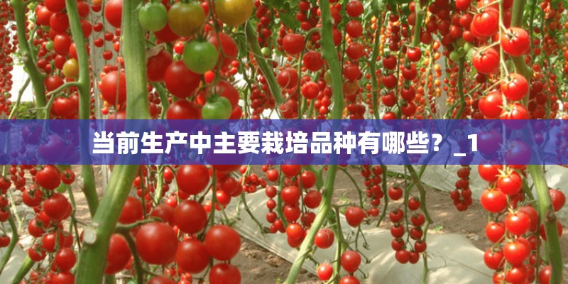 当前生产中主要栽培品种有哪些？_1