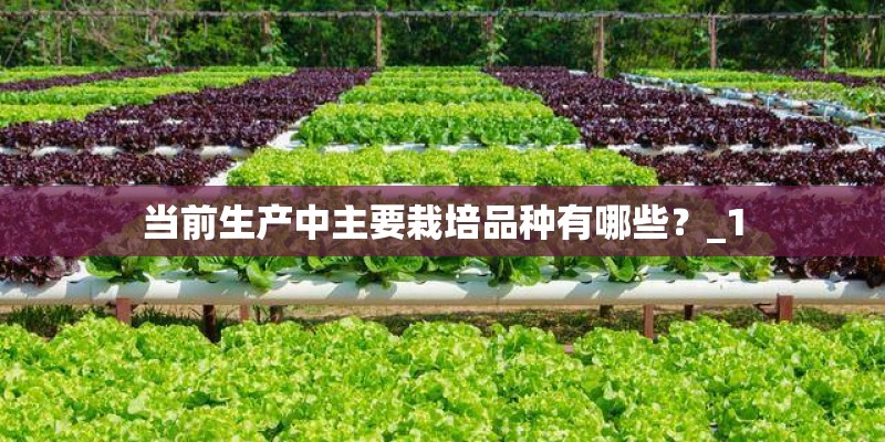 当前生产中主要栽培品种有哪些？_1