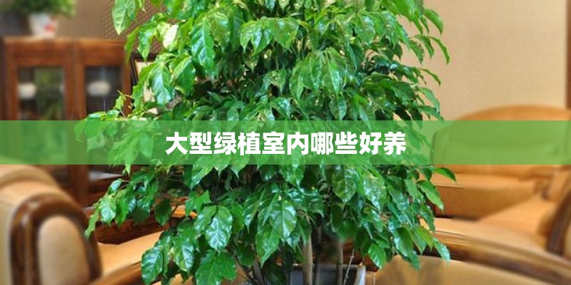 大型绿植室内哪些好养 大型绿植室内哪些好养