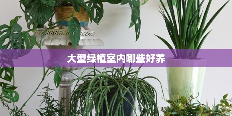大型绿植室内哪些好养 大型绿植室内哪些好养