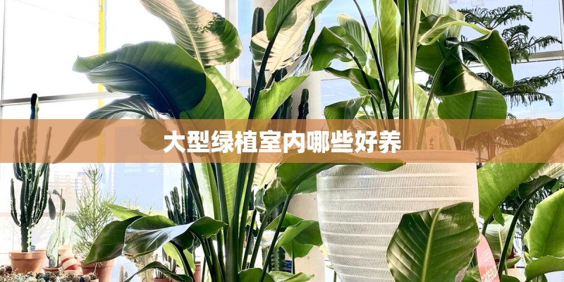 大型绿植室内哪些好养 大型绿植室内哪些好养