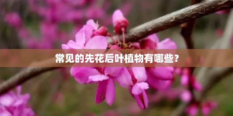 常见的先花后叶植物有哪些？