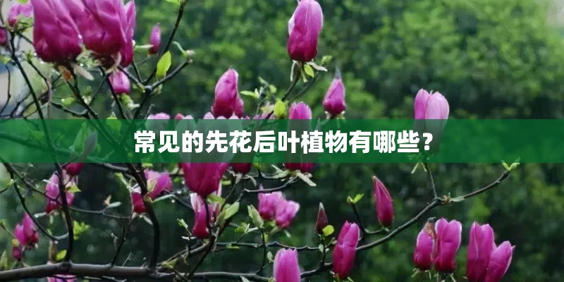 常见的先花后叶植物有哪些？