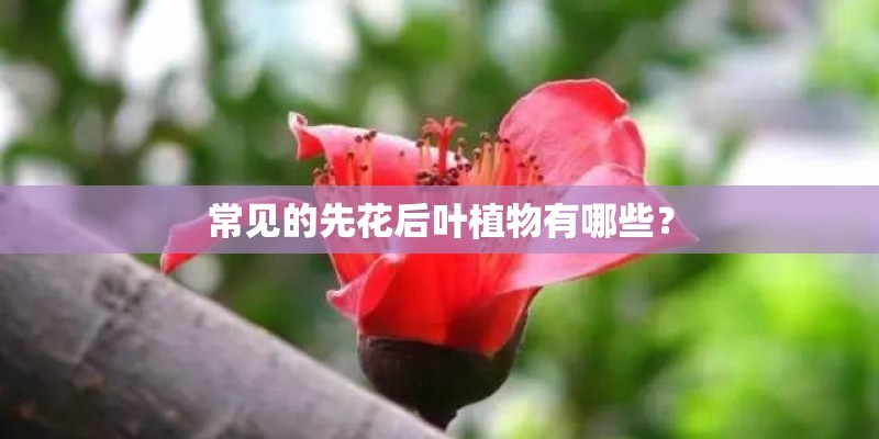 常见的先花后叶植物有哪些？