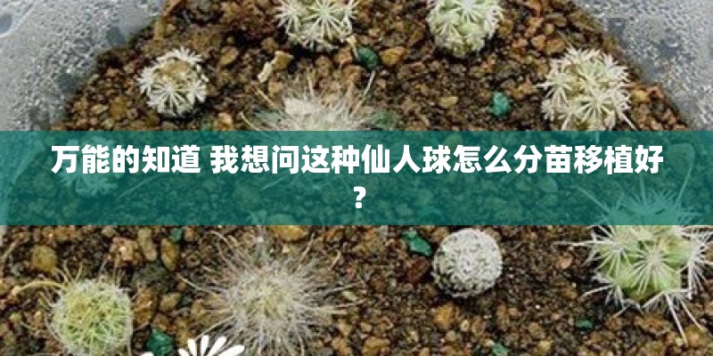 万能的知道 我想问这种仙人球怎么分苗移植好? 万能的知道 我想问这种仙人球怎么分苗移植好?