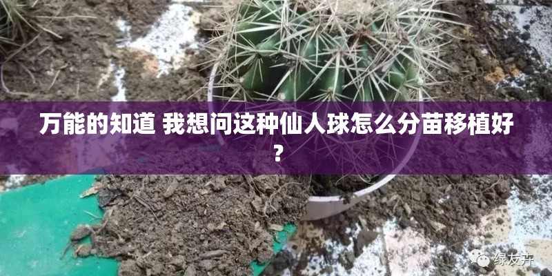 万能的知道 我想问这种仙人球怎么分苗移植好? 万能的知道 我想问这种仙人球怎么分苗移植好?