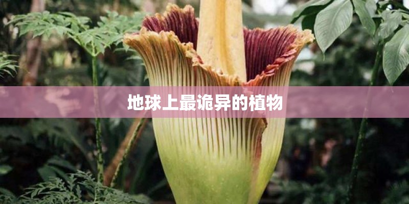 地球上最诡异的植物 地球上最诡异的植物