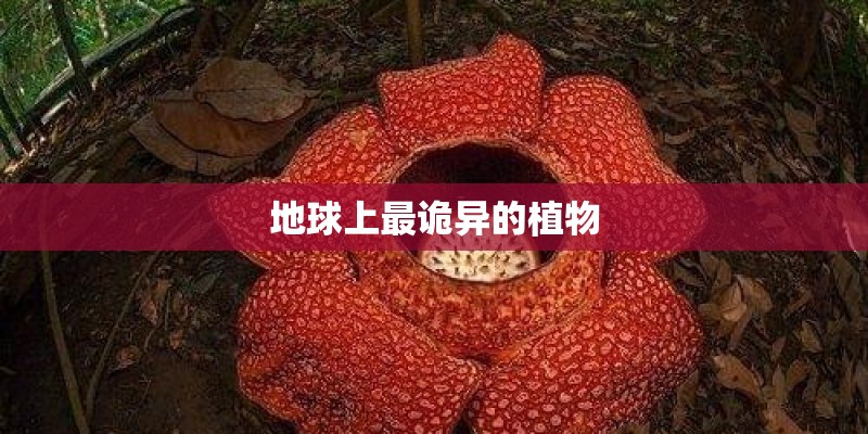 地球上最诡异的植物 地球上最诡异的植物