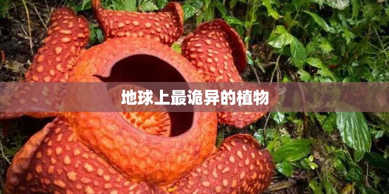 地球上最诡异的植物 地球上最诡异的植物