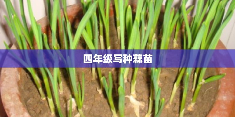 四年级写种蒜苗