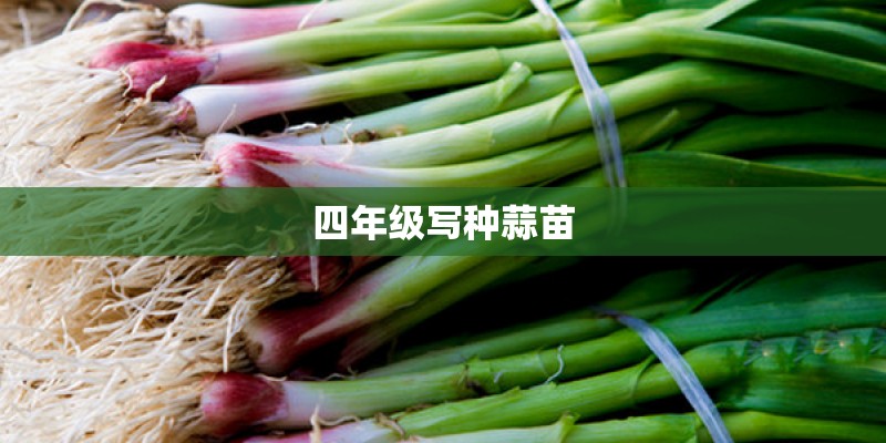 四年级写种蒜苗