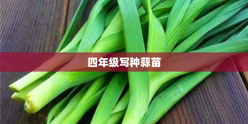 四年级写种蒜苗