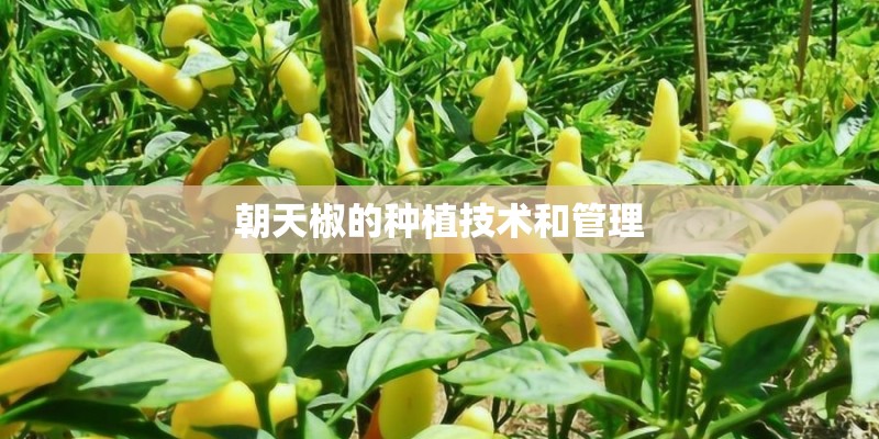 朝天椒的种植技术和管理