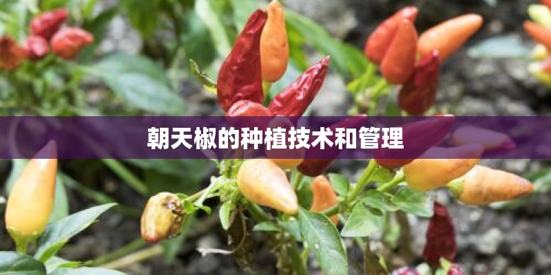 朝天椒的种植技术和管理