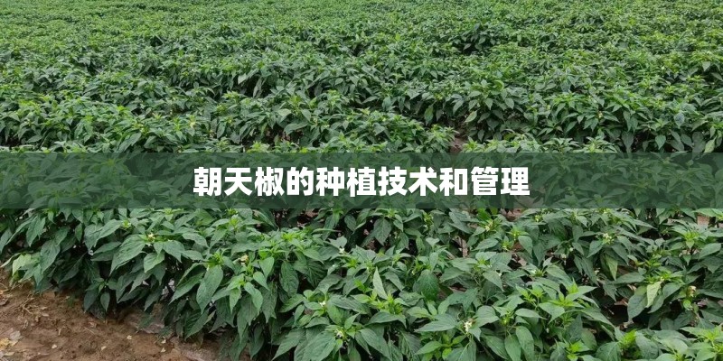 朝天椒的种植技术和管理
