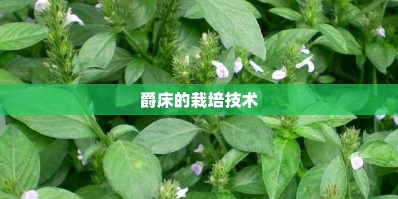 爵床的栽培技术
