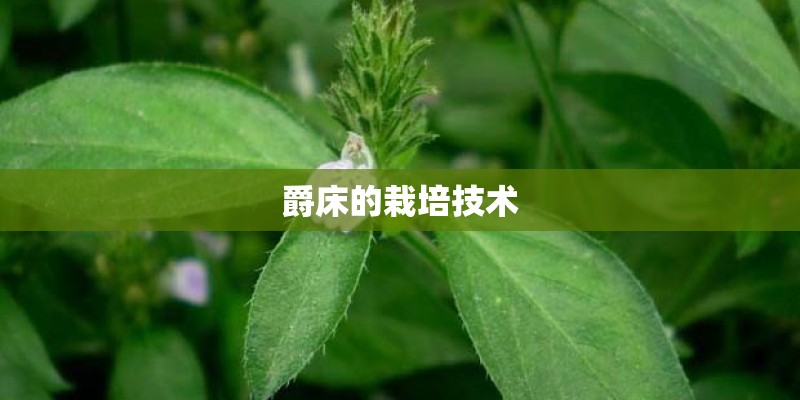 爵床的栽培技术