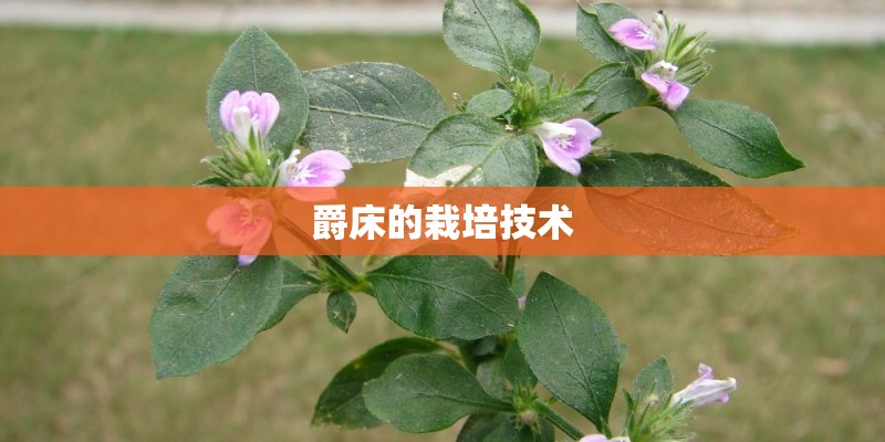 爵床的栽培技术