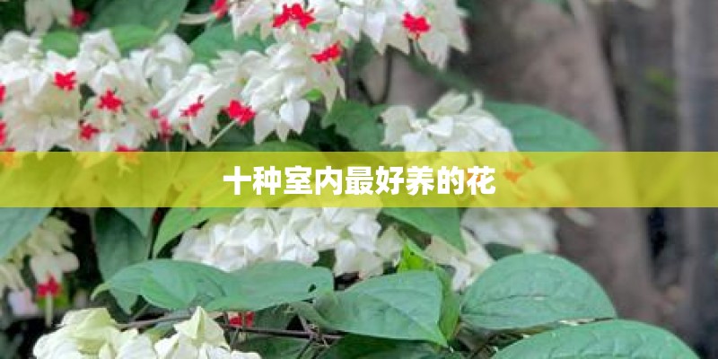 十种室内最好养的花