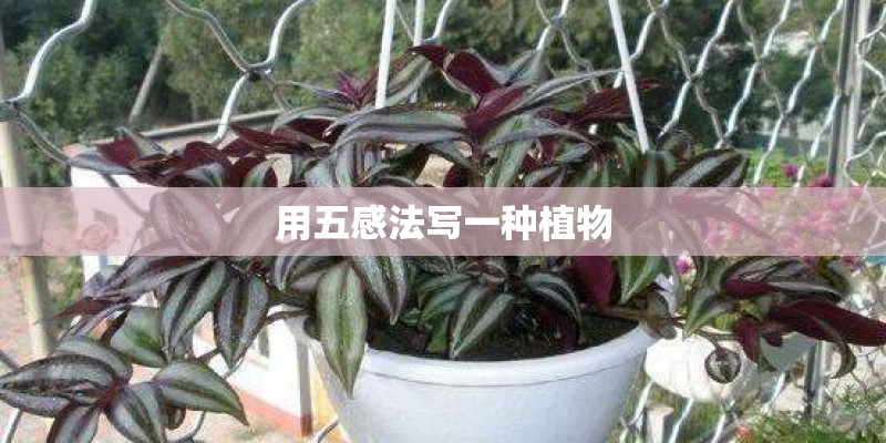 用五感法写一种植物