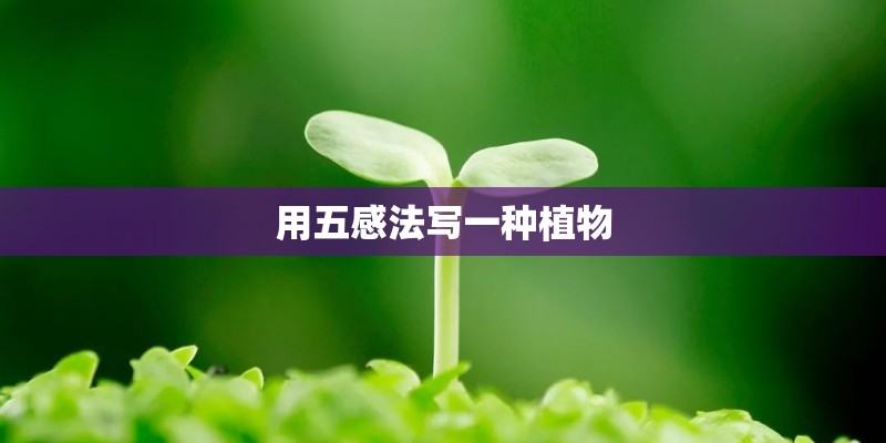 用五感法写一种植物