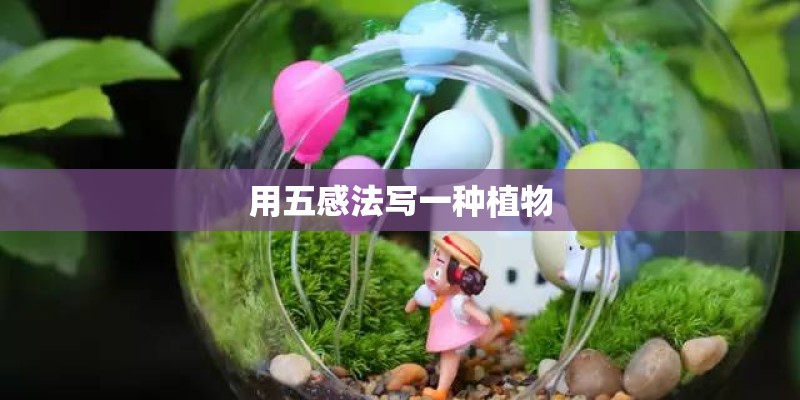 用五感法写一种植物
