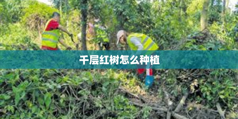 千层红树怎么种植