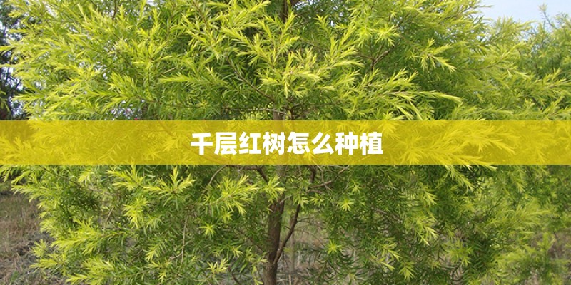 千层红树怎么种植