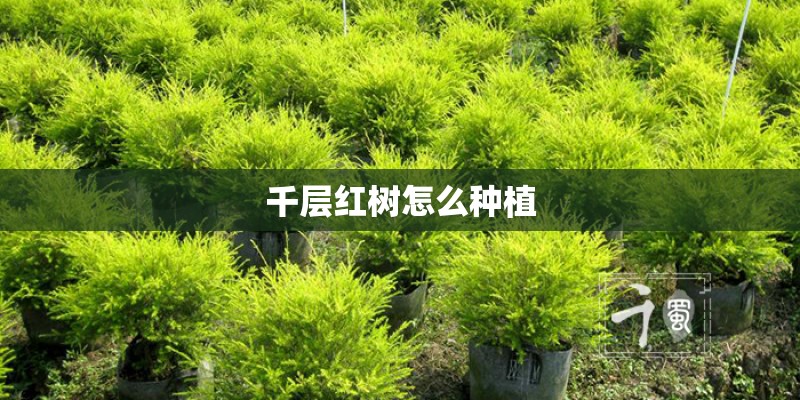 千层红树怎么种植
