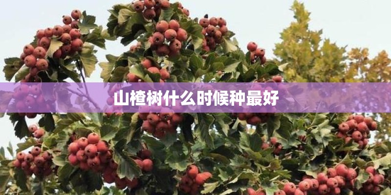 山楂树什么时候种最好