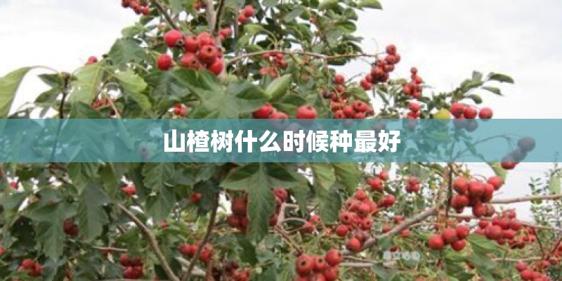山楂树什么时候种最好