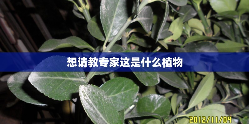 想请教专家这是什么植物