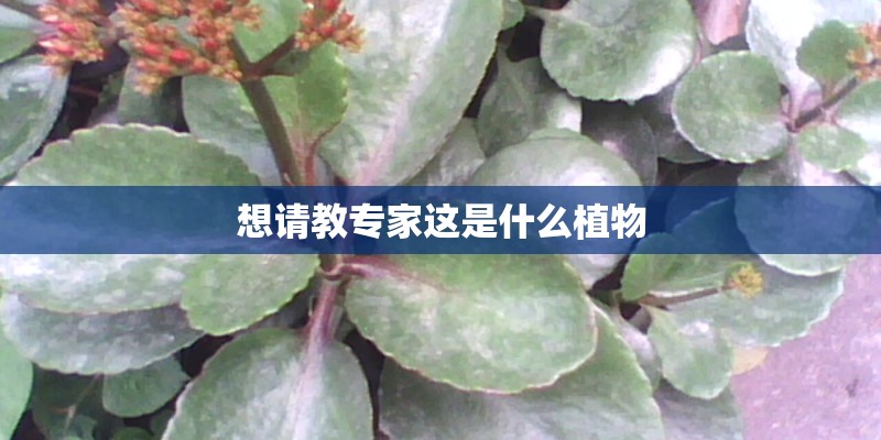 想请教专家这是什么植物