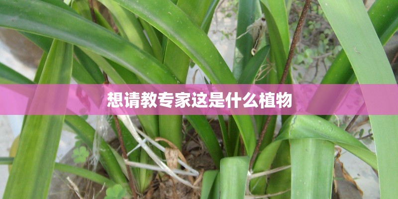 想请教专家这是什么植物