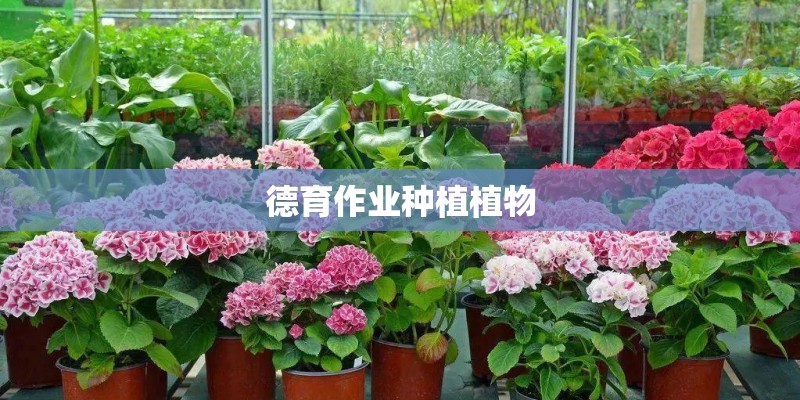 德育作业种植植物 德育作业种植植物