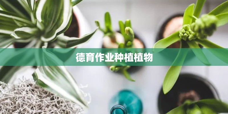 德育作业种植植物 德育作业种植植物
