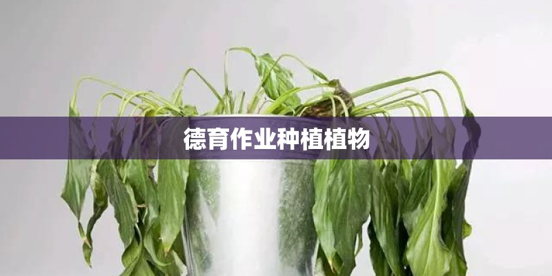德育作业种植植物 德育作业种植植物