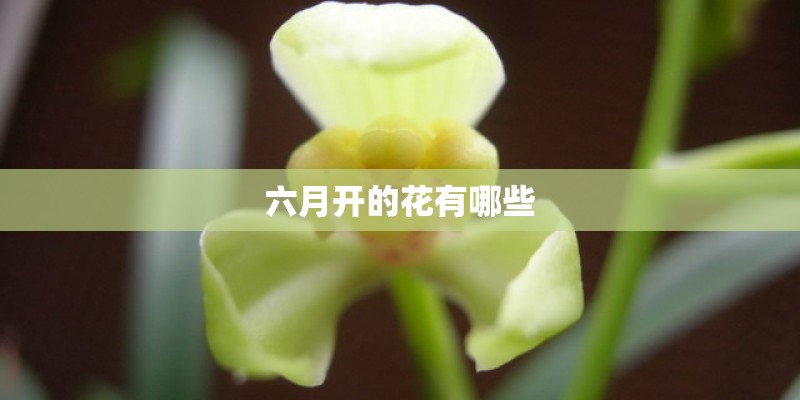 六月开的花有哪些
