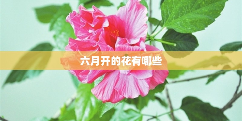 六月开的花有哪些
