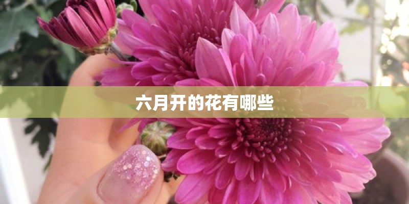六月开的花有哪些