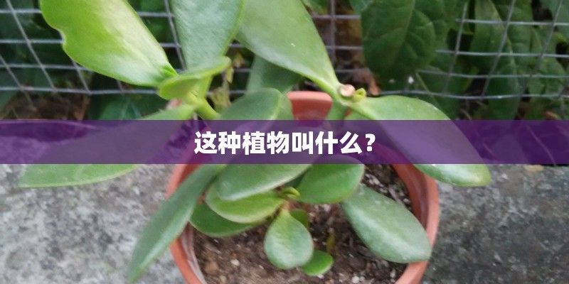 这种植物叫什么？