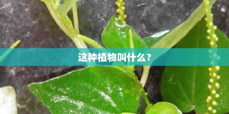 这种植物叫什么？