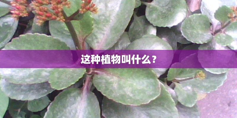 这种植物叫什么？