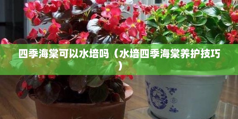 四季海棠可以水培吗（水培四季海棠养护技巧）