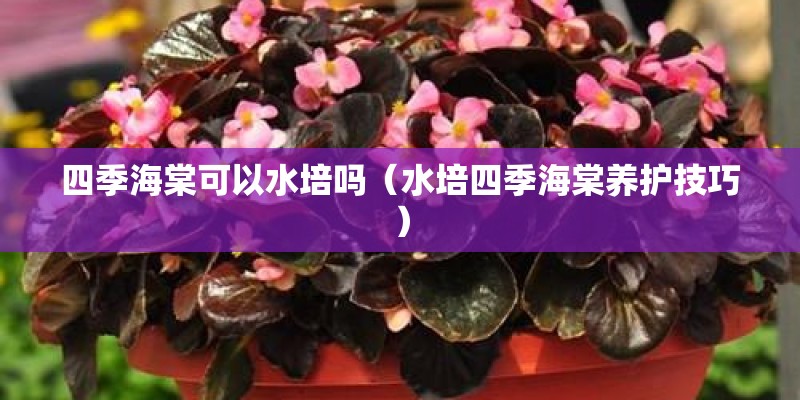 四季海棠可以水培吗（水培四季海棠养护技巧）