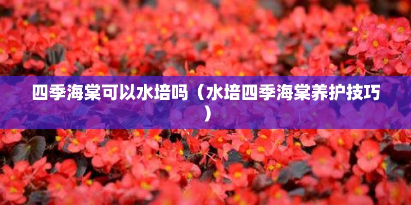 四季海棠可以水培吗（水培四季海棠养护技巧）