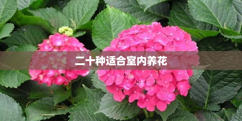 二十种适合室内养花