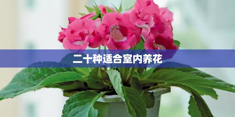 二十种适合室内养花