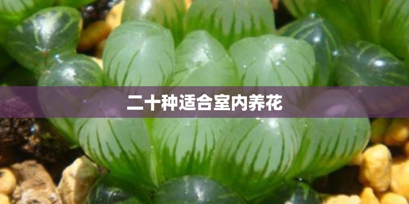 二十种适合室内养花
